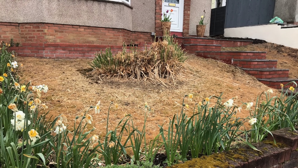 Lawn needs to be replaced