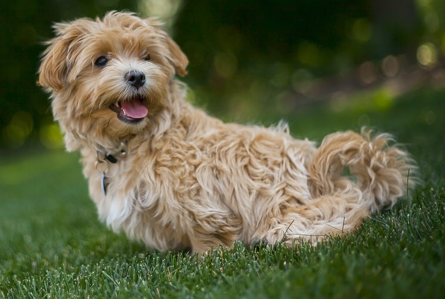 Pet urine damages lawns