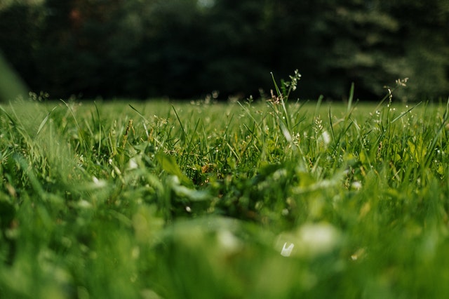 why do weeds grow faster than grass