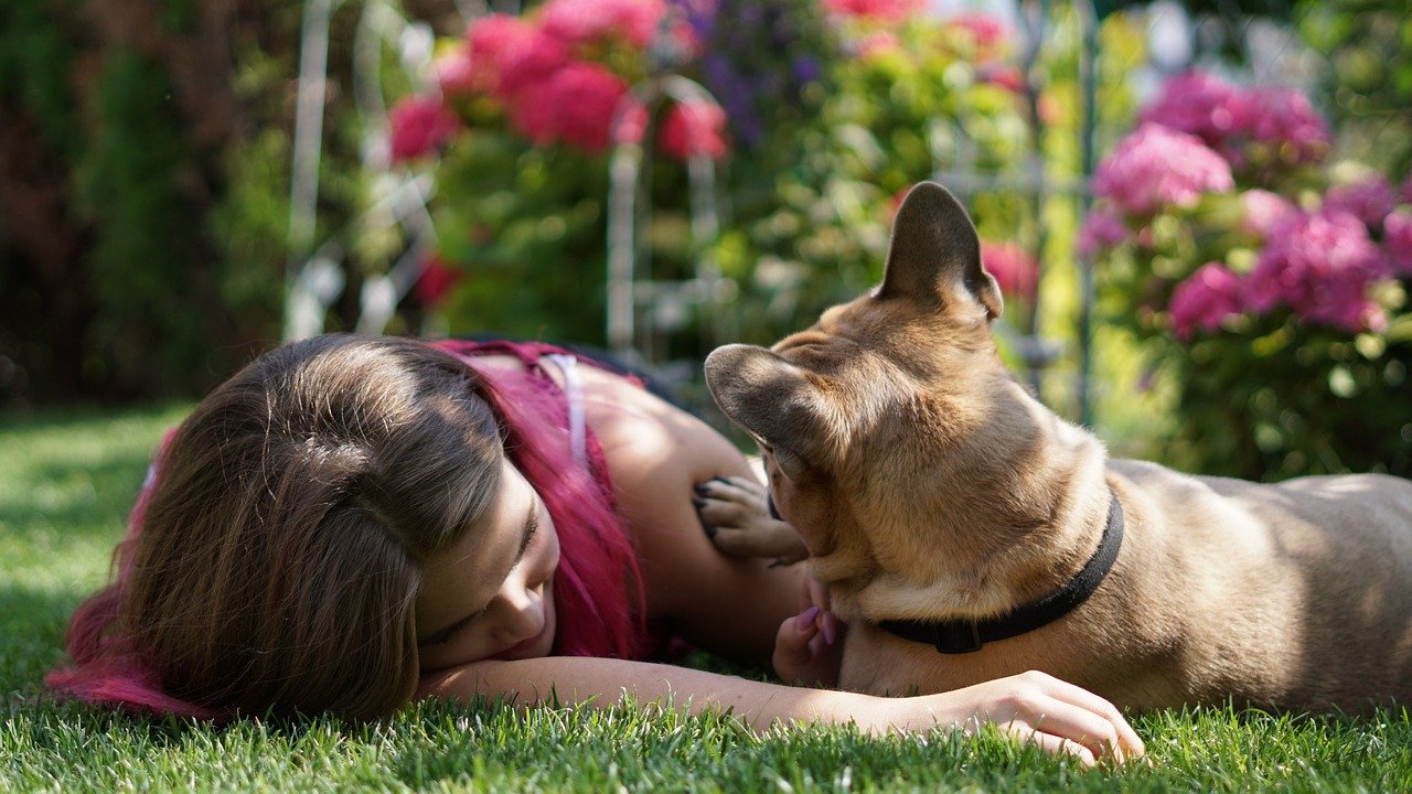 Protecting lawn from digging dog