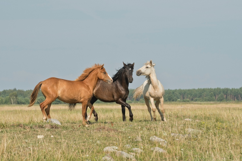 horses in a paddock