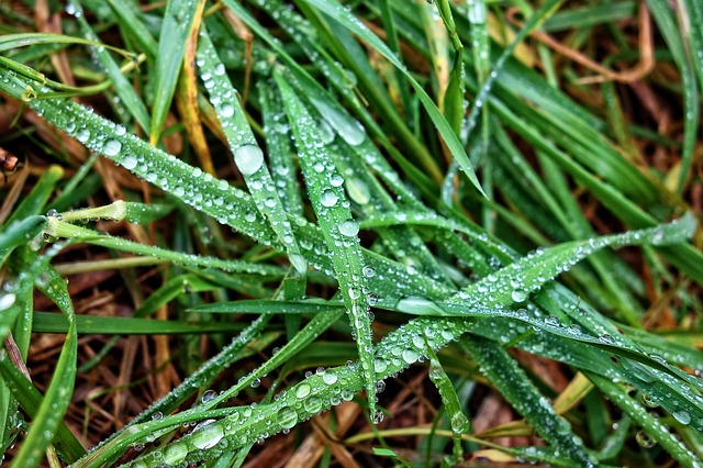 Rain on grass