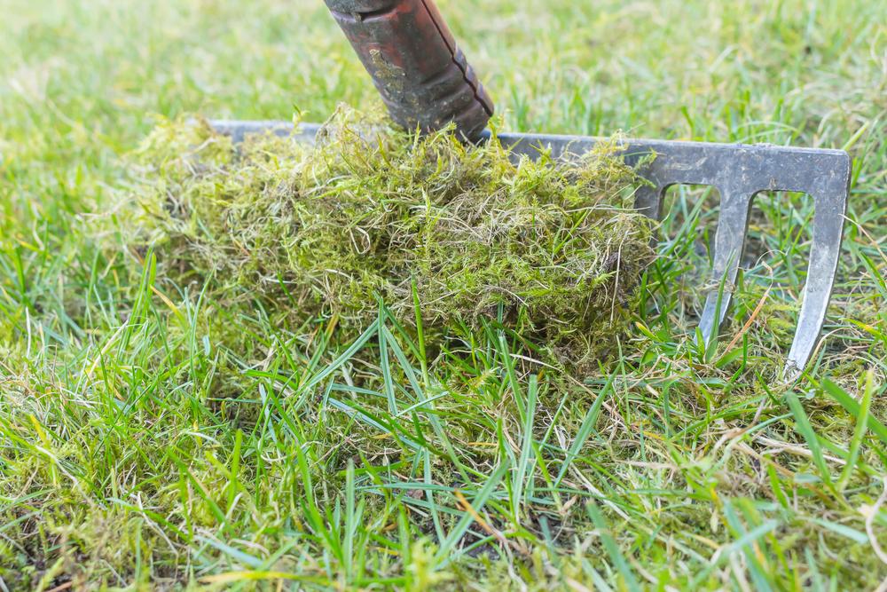 raking lawn