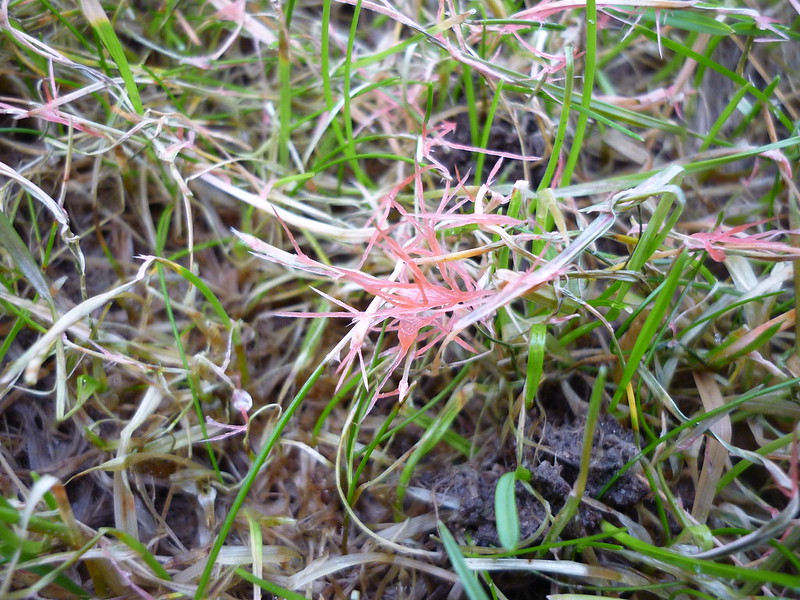 Red thread disease