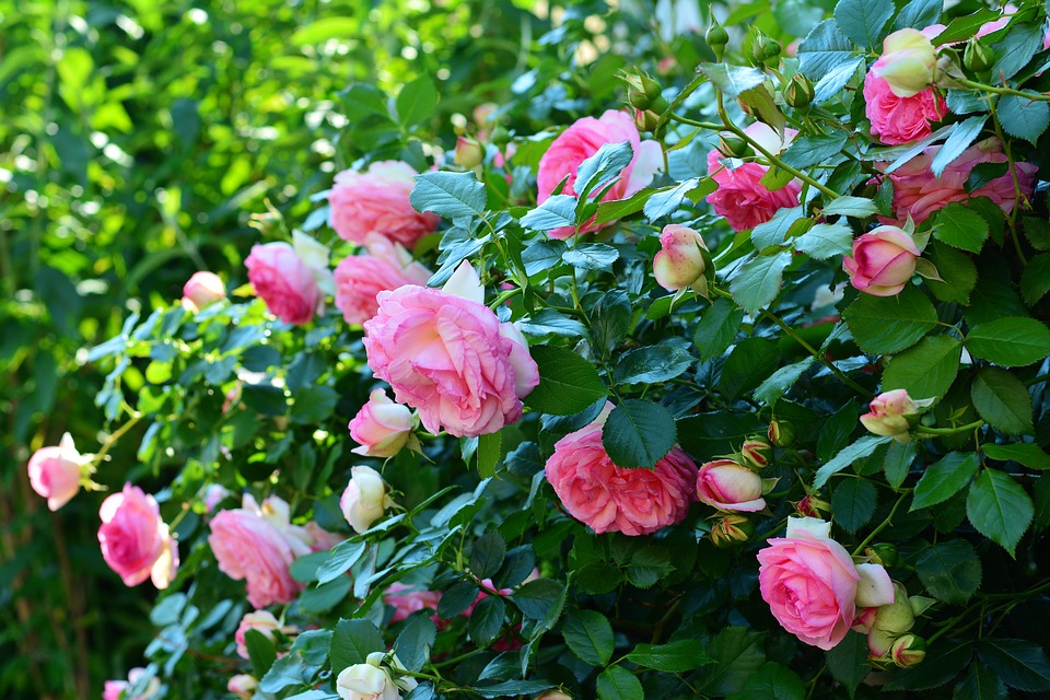 curb appeal,curb appeal tips