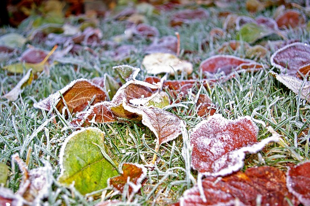 winter lawn