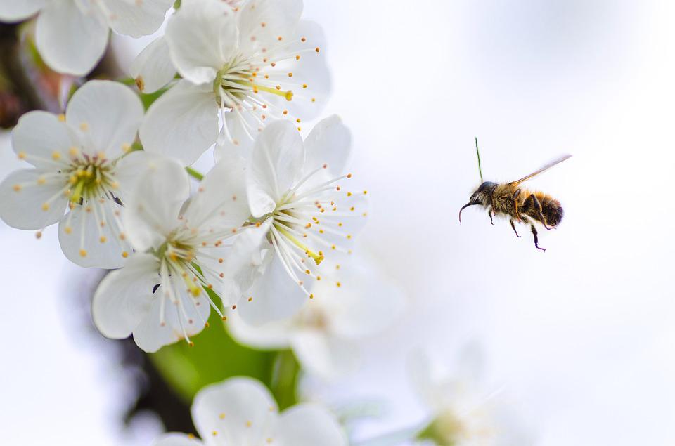 Honey bee