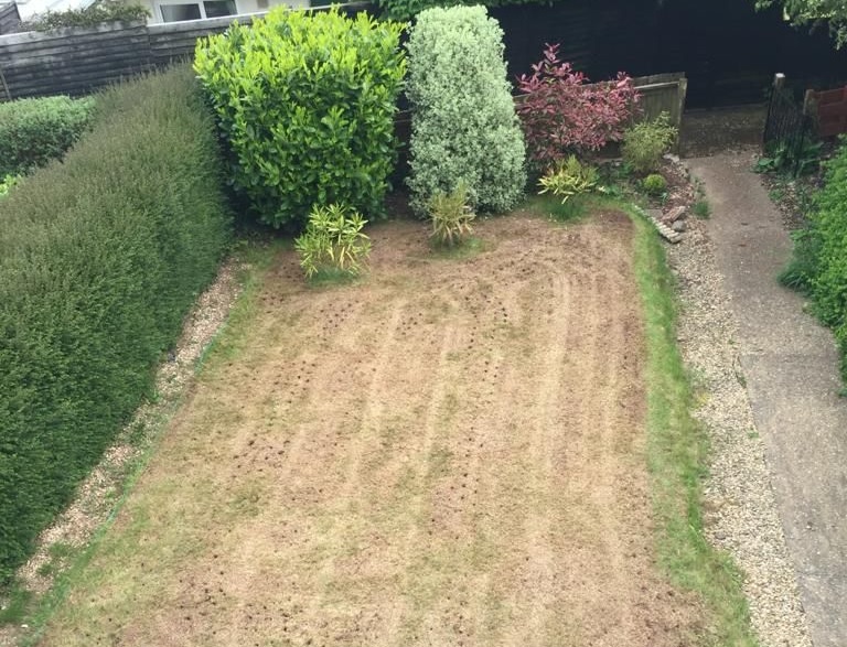 lawn scarification recovery