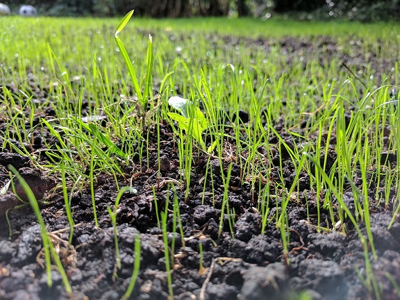 seeds