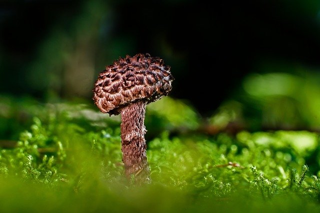 Garden Fungus