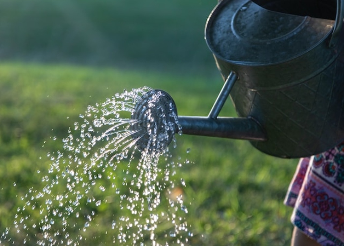 watering a lawn