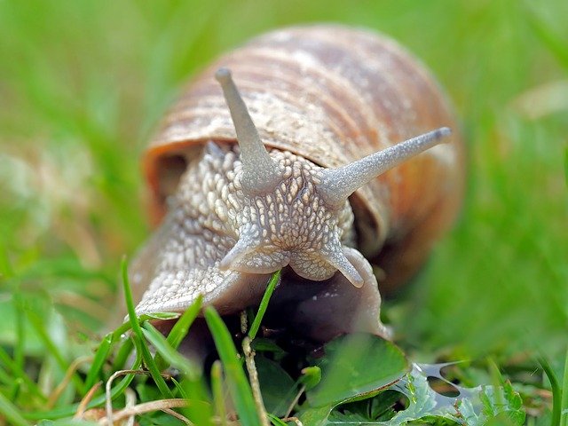are slugs and snails bad for my lawn