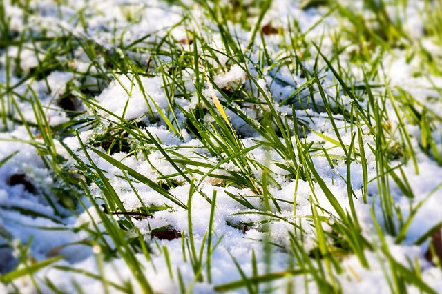 should I keep my lawn long or short for the winter