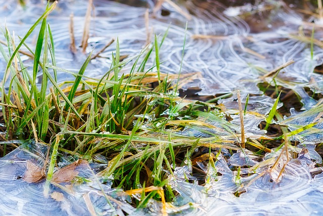 January lawn care tips