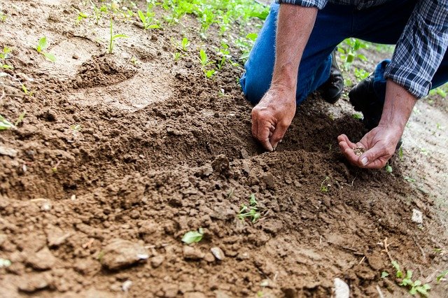 Clay soil