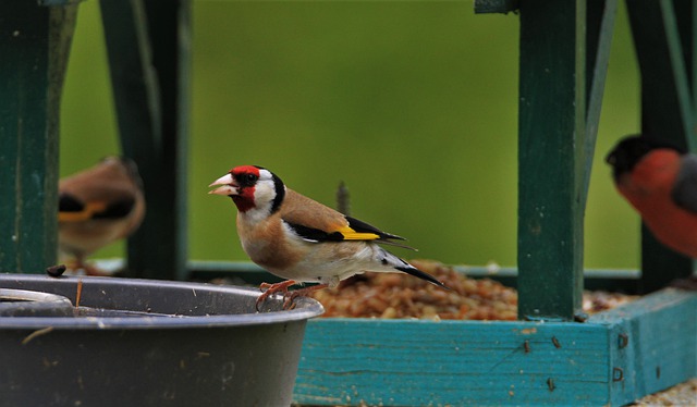 goldfinches