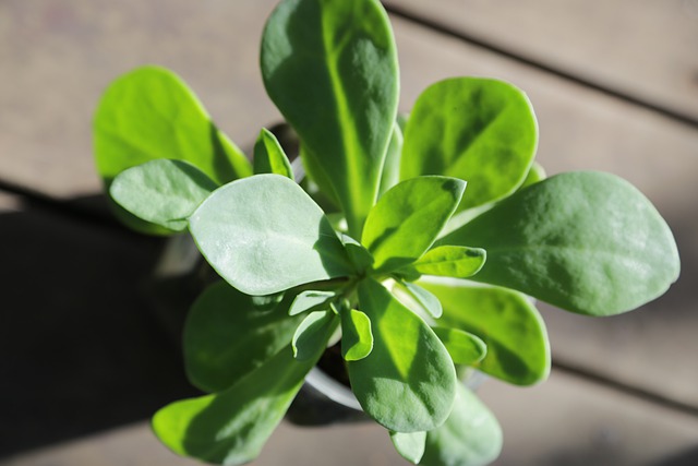 purslane