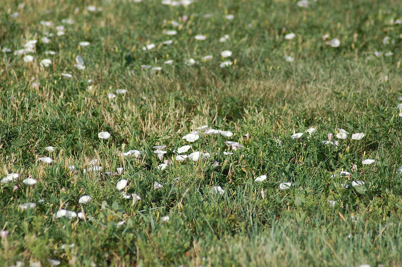 Lawn with bindweed