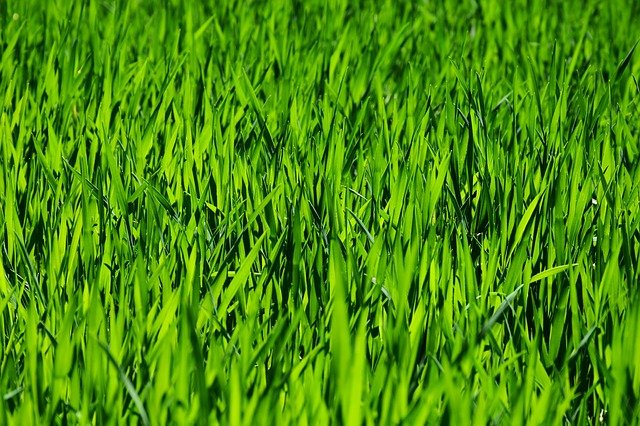 Grass in summer