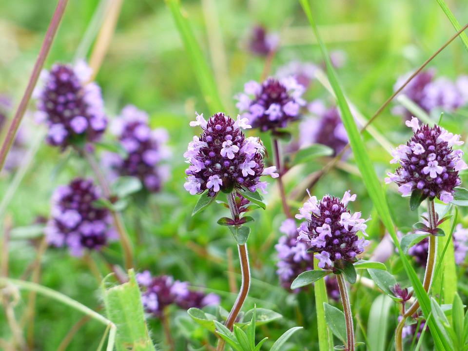 close up picture of vibrant purple thyme