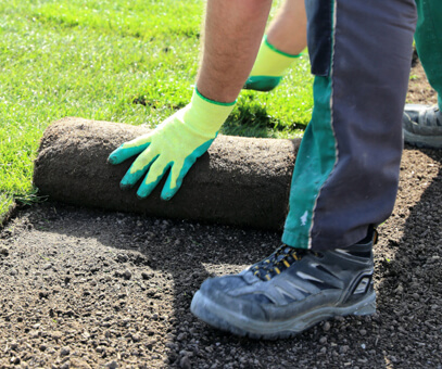 turf vs seed