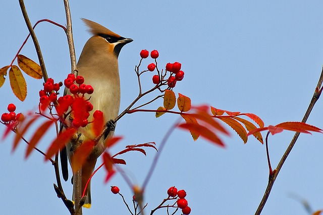 waxwing