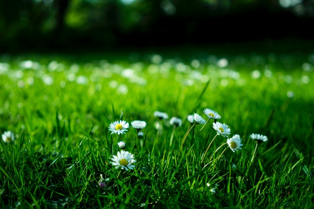 Lawn weeds