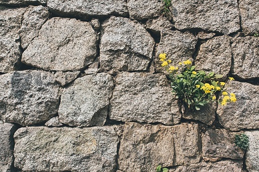 Weeds growing through wall