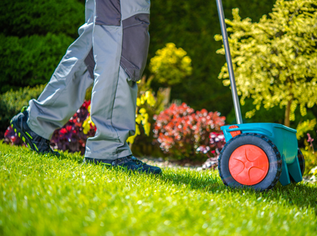 Overseeding a lawn