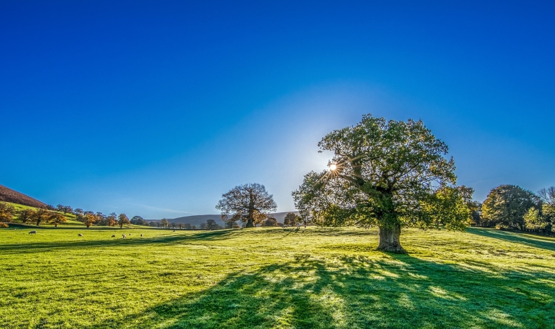 green grass