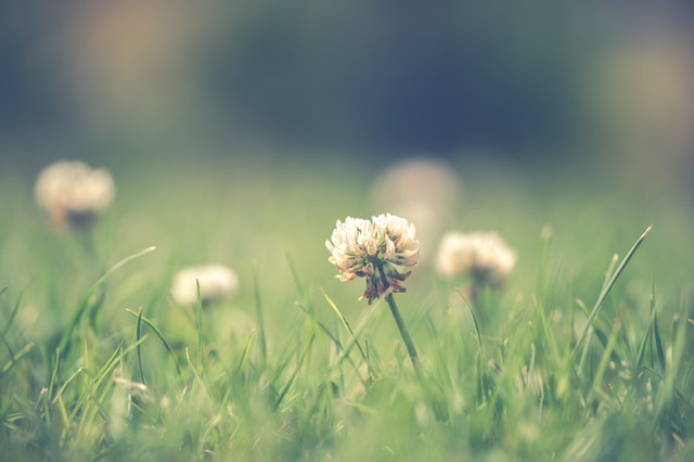 plants as weeds