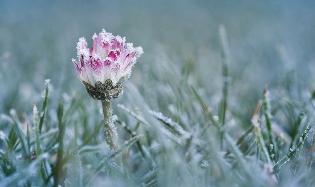 Lawn in winter