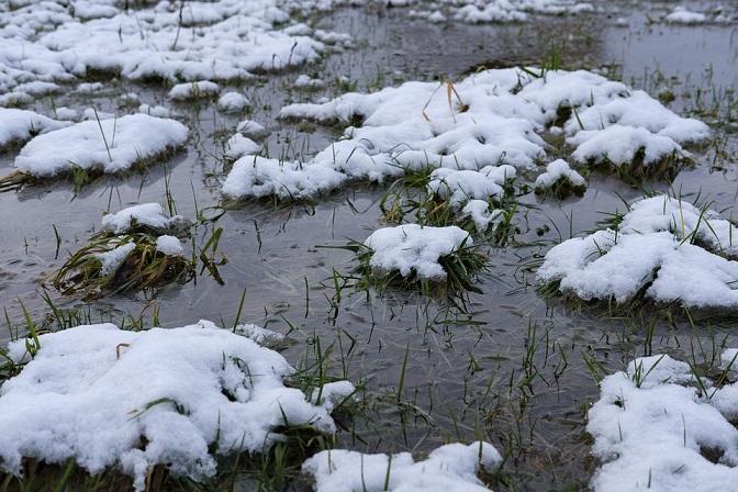 muddy lawn in winter