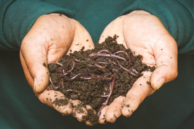 are worms bad for lawns