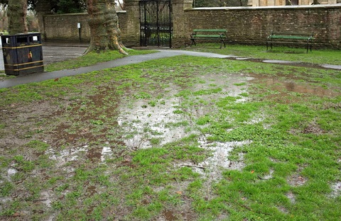 Waterlogged Lawn