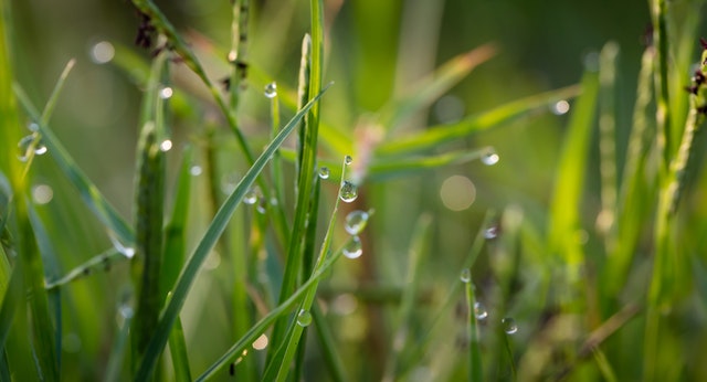 healthy green grass covered in dew drops