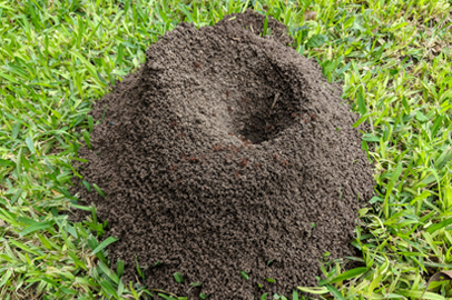 Ant hill