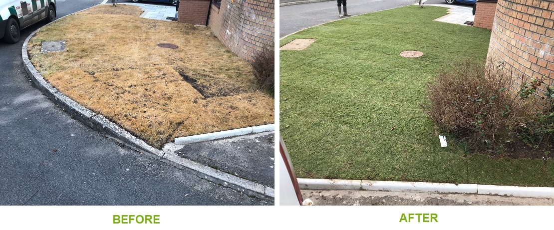 lawn replacement before and after
