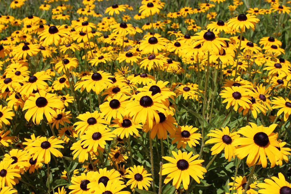 shot of large growth of black eyed susan flowers, large black centres with bright yellow petals