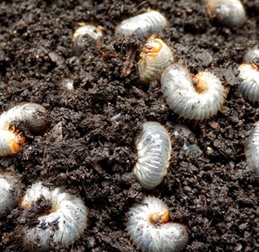 Lawn Grubs Common Types You Might Find In Your Garden