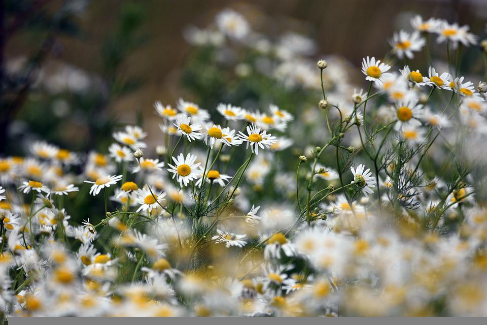 low angle shot of large cluster of chamomile