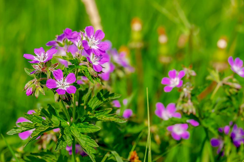 close up shots of small cranesbill plant, petite and pink