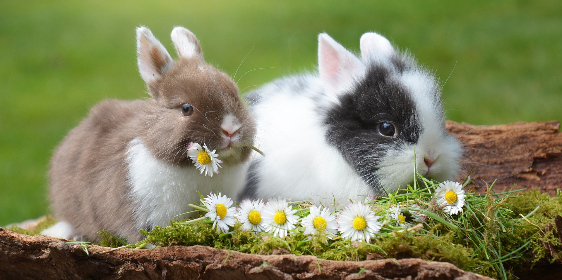 two spring bunnies on garden lawn eating dasies - april lawn care tips and advice