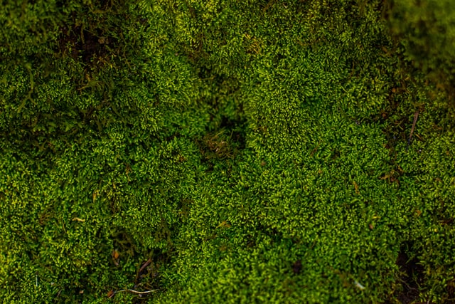 lawn moss, moss growing in lawn