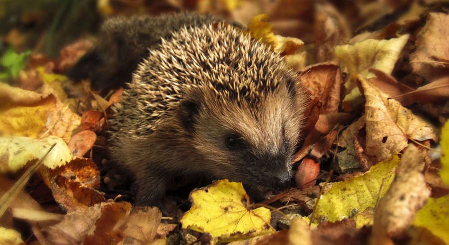hedgehog nestled in golden autumn leaves