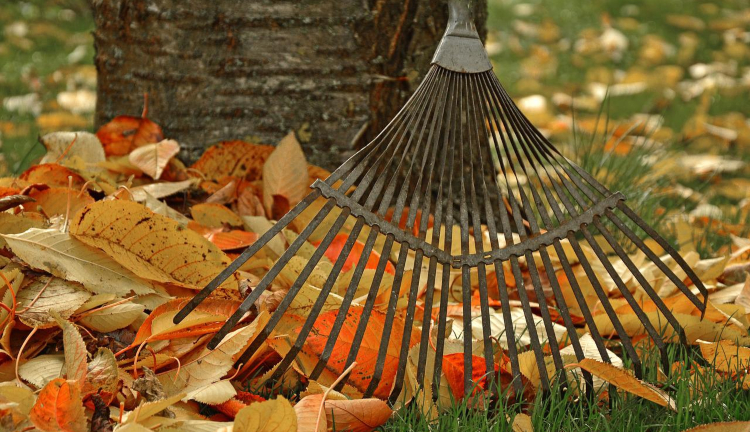 rake leaning up against tree, red and yellow autumn leaves on lawn grass