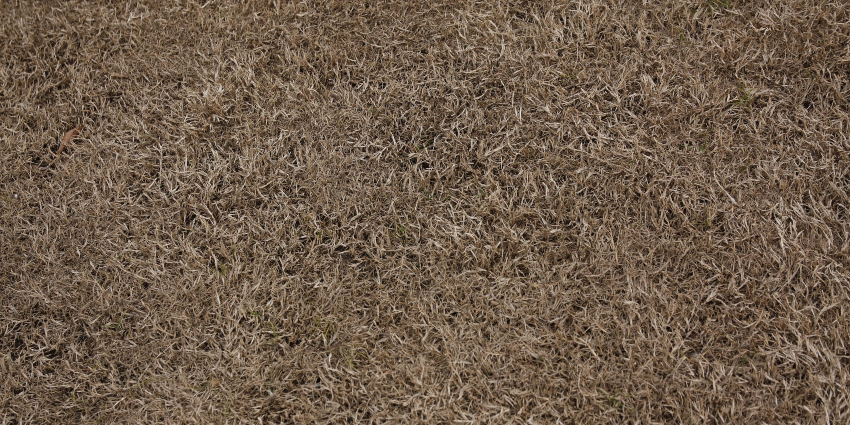 brown unhealhty grass