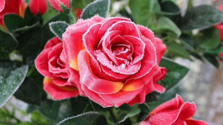 frost covered rose - how to pretect garden plants from cold weather, frost, and snow