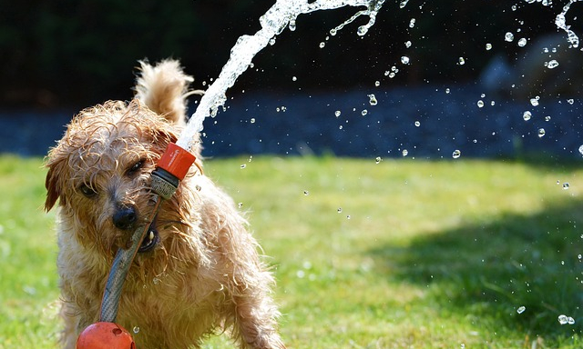 dog playing with hose pipe in summery gardern - july lawn care and july lawn care tips