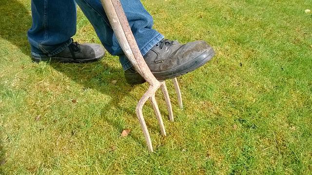 aerating lawn with pitchfork